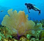 Ontdek de prachtige onderwaterwereld van Egypte