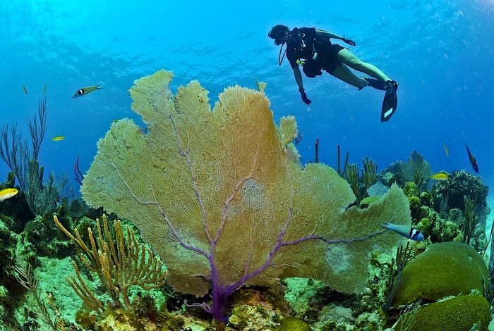 Ontdek de prachtige onderwaterwereld van Egypte