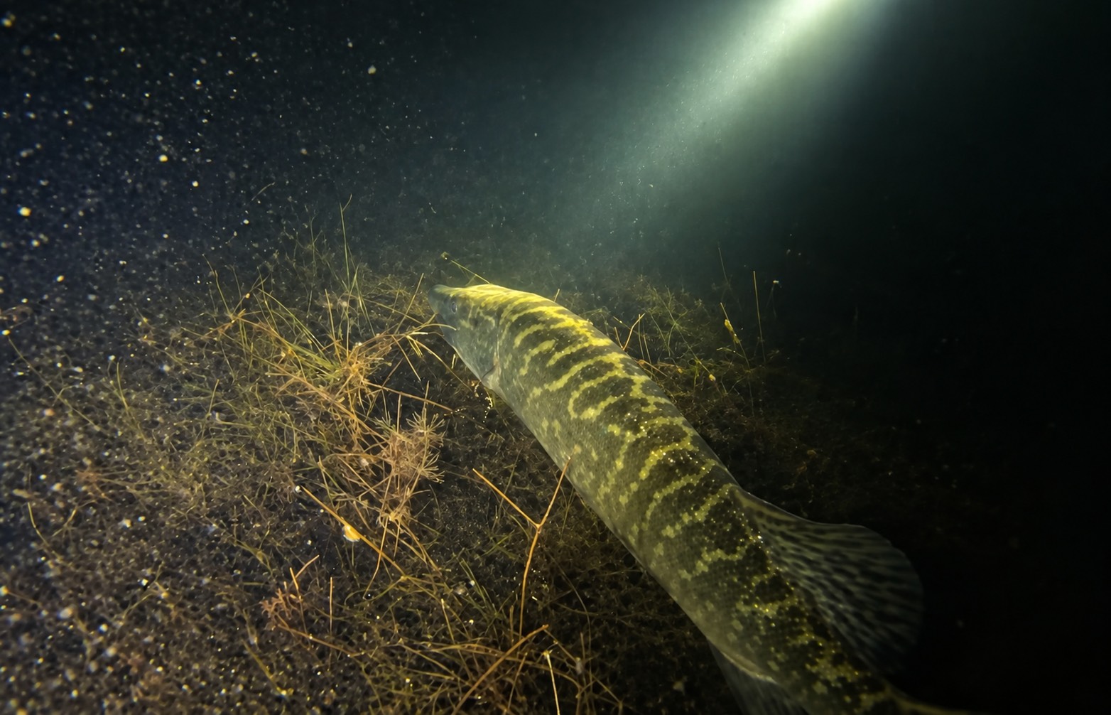 snoek beldert