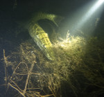 Duiker filmt ‘zeldzame Tiger Musky’ in De Beldert. Unieke waarneming of toch een gewone snoek?