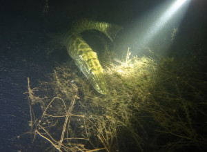 Duiker filmt ‘zeldzame Tiger Musky’ in De Beldert. Unieke waarneming of toch een gewone snoek?