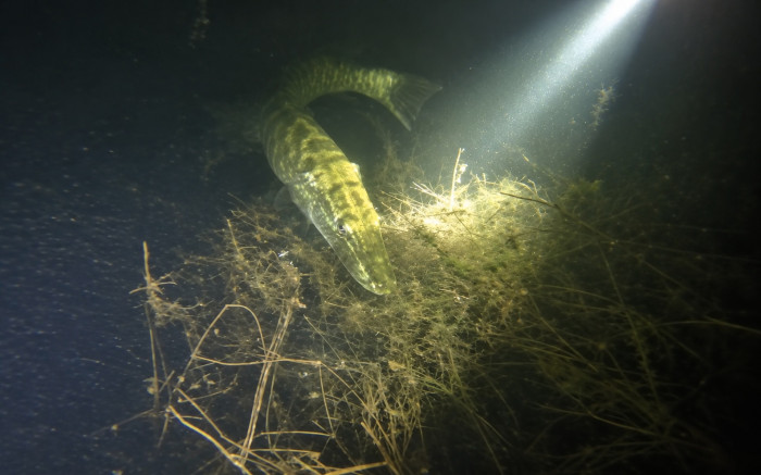 Duiker filmt ‘zeldzame Tiger Musky’ in De Beldert. Unieke waarneming of toch een gewone snoek?