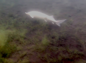 witte steur bronsbergenmeer