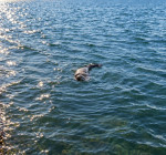 Bruinvis en zeehond verrassen duikers aan de oppervlakte bij Plompe Toren!