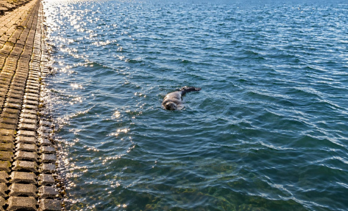 Bruinvis en zeehond verrassen duikers aan de oppervlakte bij Plompe Toren!